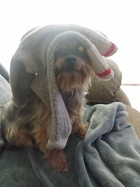 My dog saying is it laundry day yet.