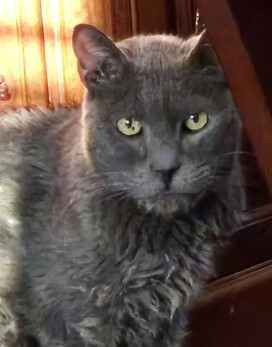 Earl Grey sick, scruffy but our cup of tea